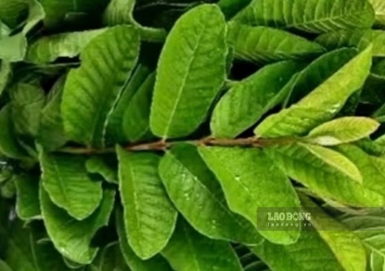 Hướng dẫn bà nội trợ cách uống nước lá ổi để hỗ trợ giảm mỡ bụng, giảm cân