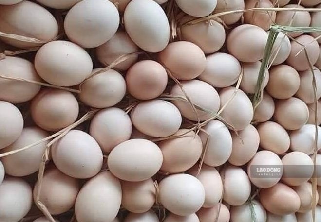 Người bệnh gout cần ăn trứng gà đúng cách để hỗ trợ hạ axit uric