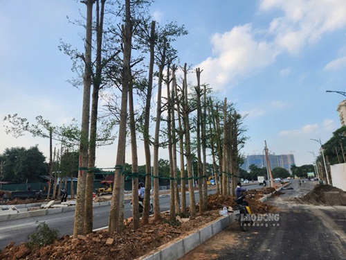 Những hàng cây đang được trồng tại giải phân cách và 2 bên đường. Ảnh: Minh Hạnh chụp ngày 4.10.2026